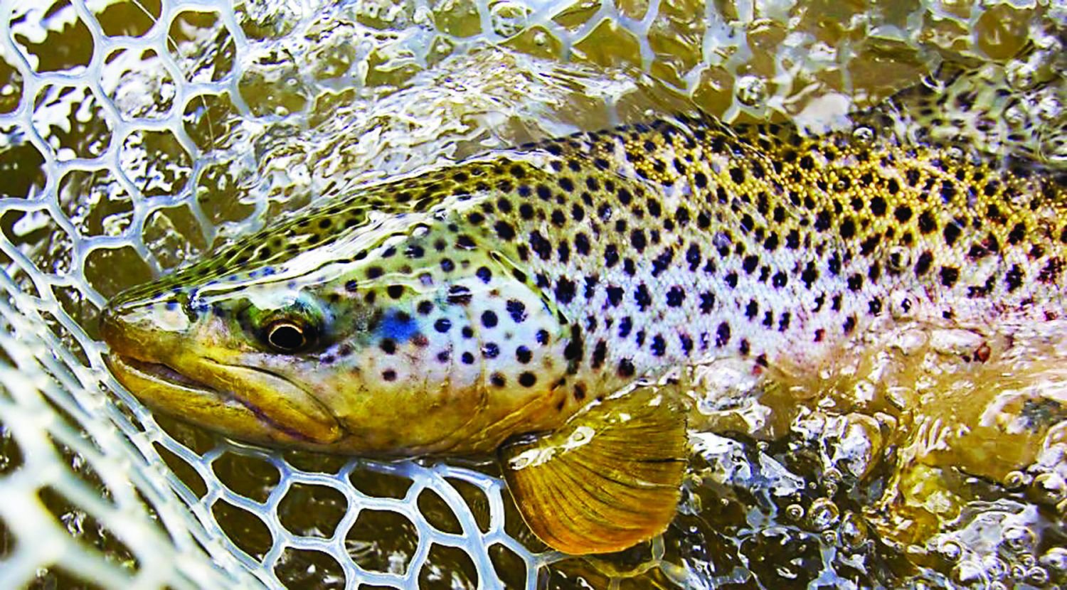 Trout in net, from the 2019 Fly Fishing Film Tour. Photograph by Ryan Thompson.