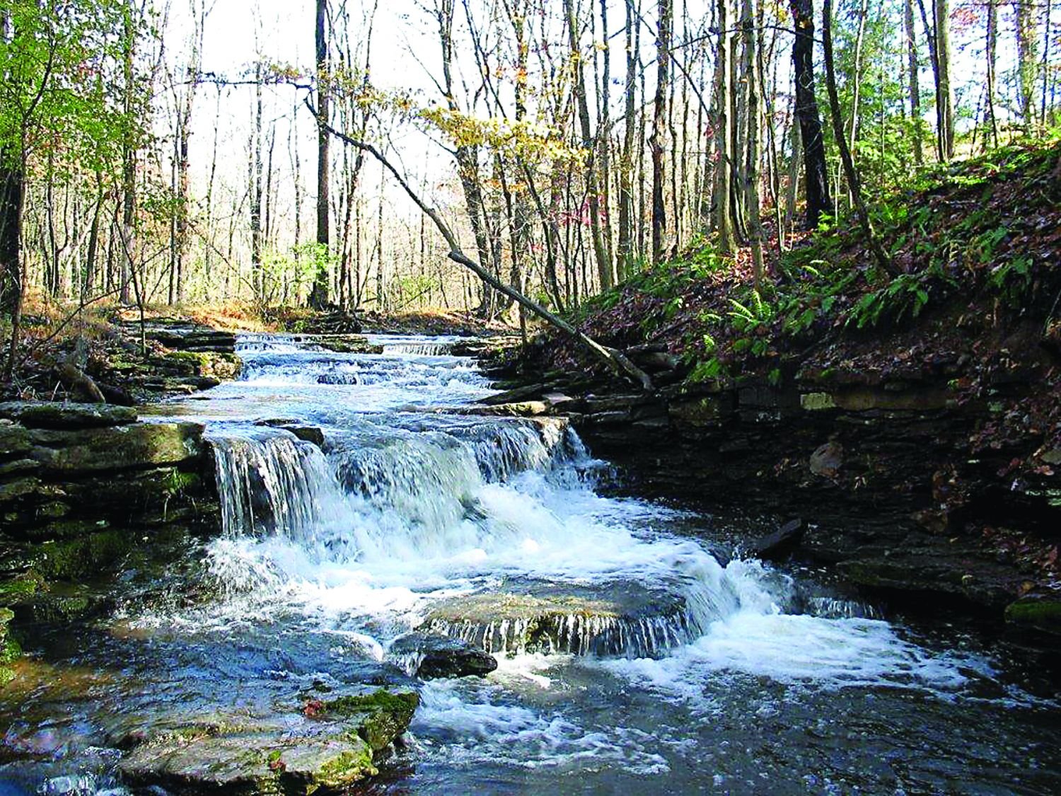 The Little Tinicum Creek runs along the back of the Kyde property. “This is one of the reasons I work to protect watersheds,” Martie Kyde says.