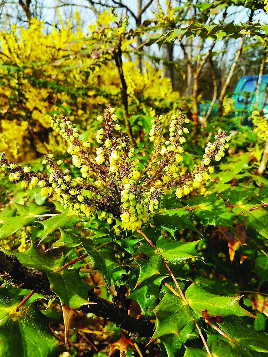 Mahonia is a deer-reistant early bush that is blooming now.