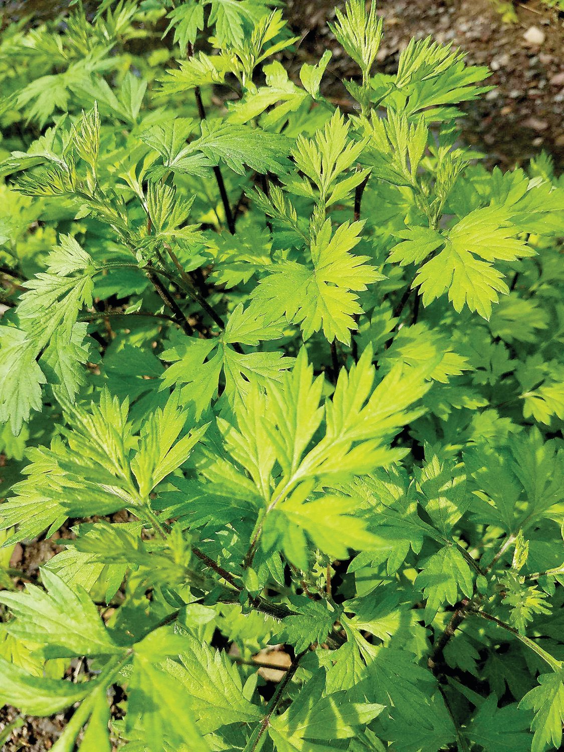 Young mugwort, an invasive plant. It has a reputation for invigorating the wayfarer