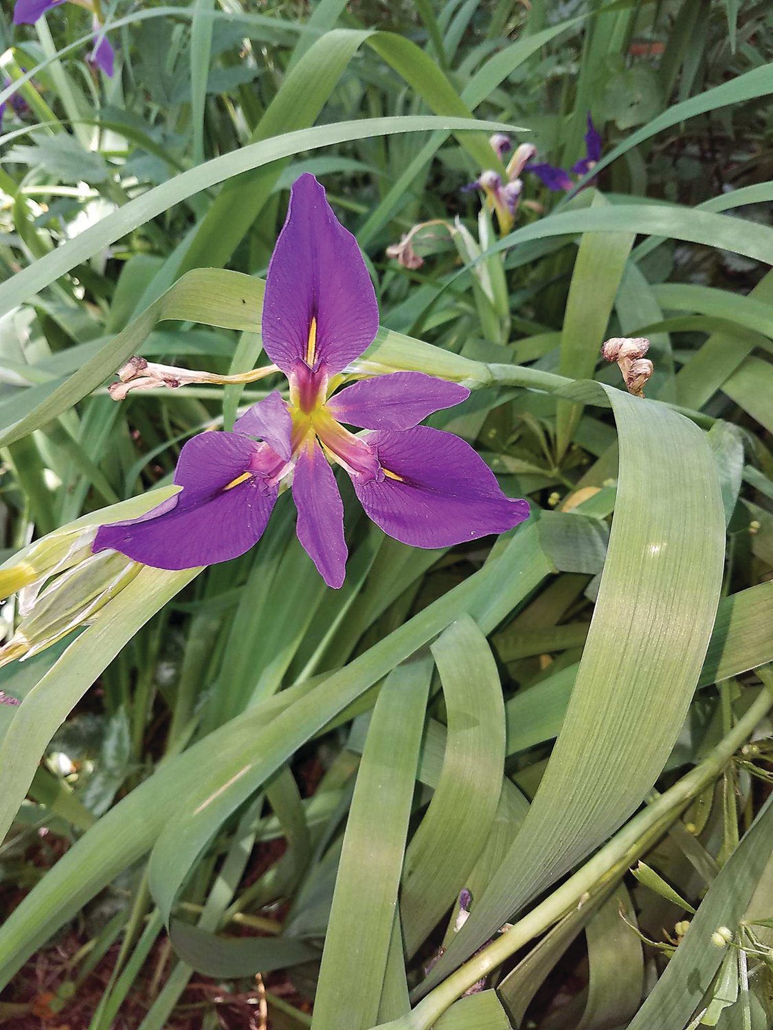 Iris in the Bowman garden.