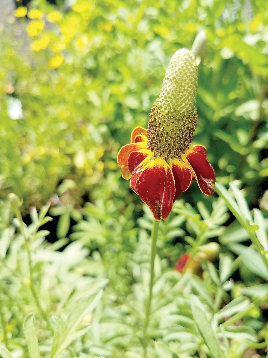 The Mexican hat flower is a native perennial.