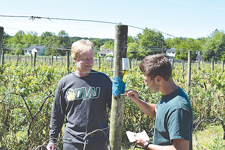 Dr. Chris Tipping, left, a Delaware Valley University faculty member, and Austin Wilson, Class of 2019, check traps at Vivat Alfa, a local vineyard where they are studying methods to control the spotted lanternfly.