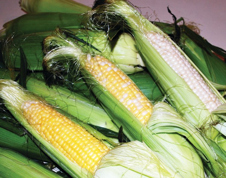 Yellow, bi-color and white corn are available at local farms, although farmers report that white corn is their customers’ favorite.