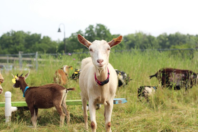 Goats settle in at the Bucks County SPCA property, after being rescued by staff and humane police officers.