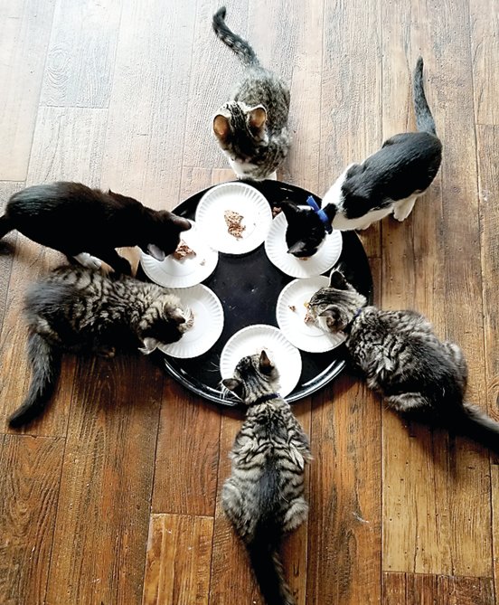 Cats and kittens available for adoption chow down at the new MeWow Cat Café in Buckingham.