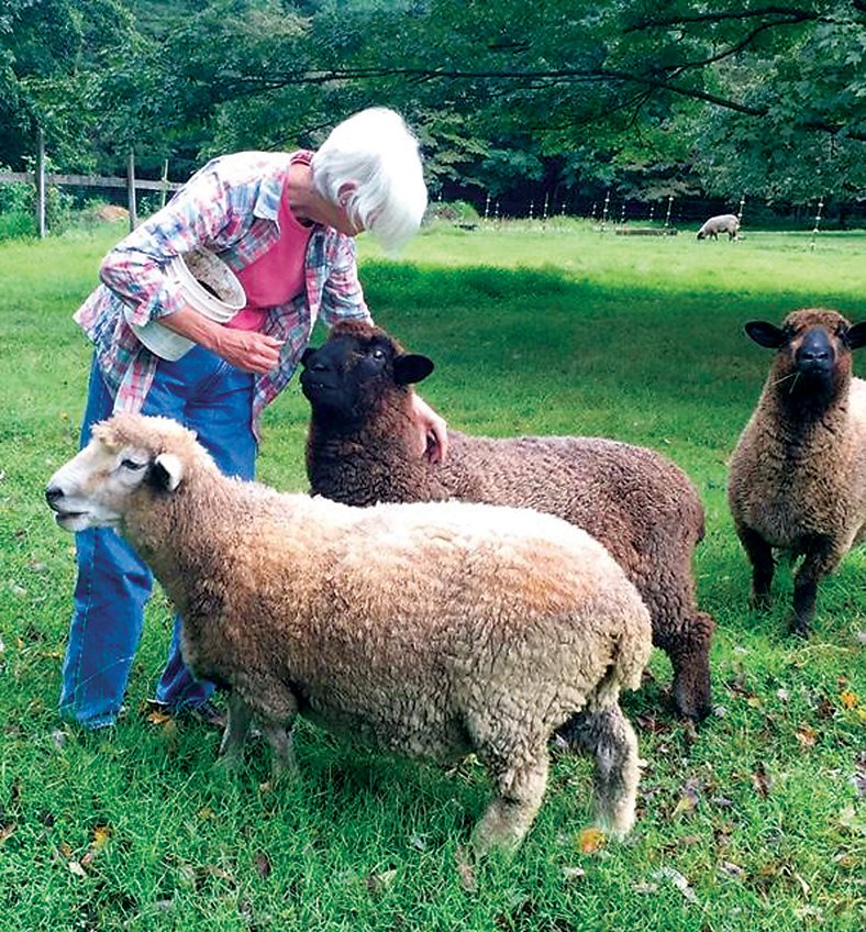 Marlene Halstead of Rocky Top Farm in Tinicum Township feeds some of her sheep. Photograph by Kathryn Finegan Clark.