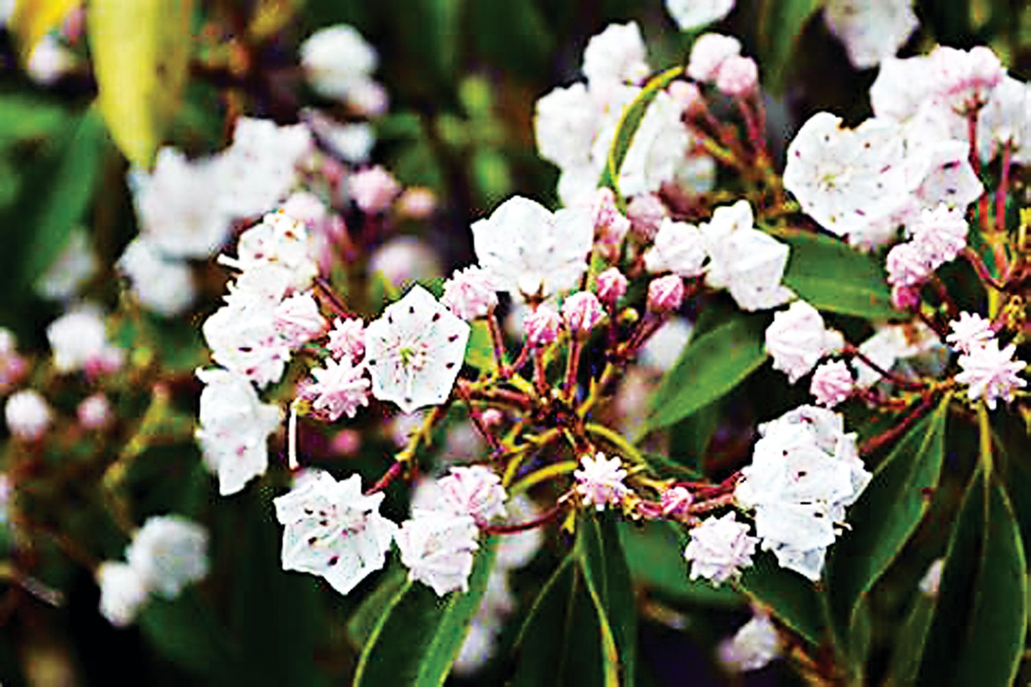 Mountain Laurel (Kalmia Latifolia) is a  Pennsylvania native plant and also the State Flower.