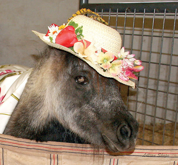 Annie, a therapy horses at Team Velvet Inc., likes to get dressed up. Photograph by Lillian Shupe.