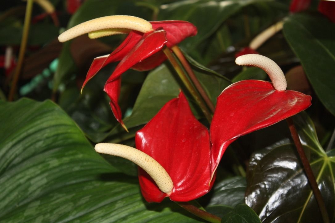 This Anthurium Sangria is part of a display from the U.S. Botanical Garden Aroid Collection.