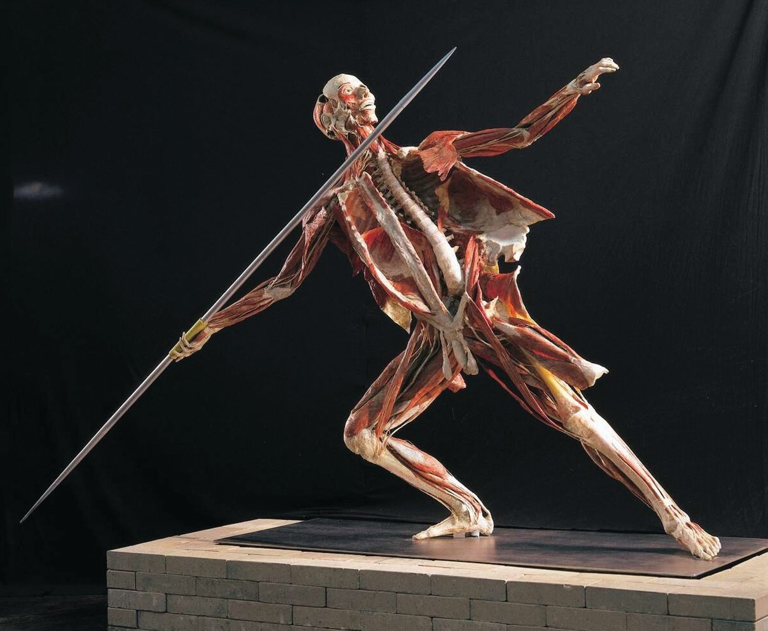This once-human specimen is posed as a javelin thrower to allow visitors to see his muscles at Body World Rx in Allentown. Contributed photo.