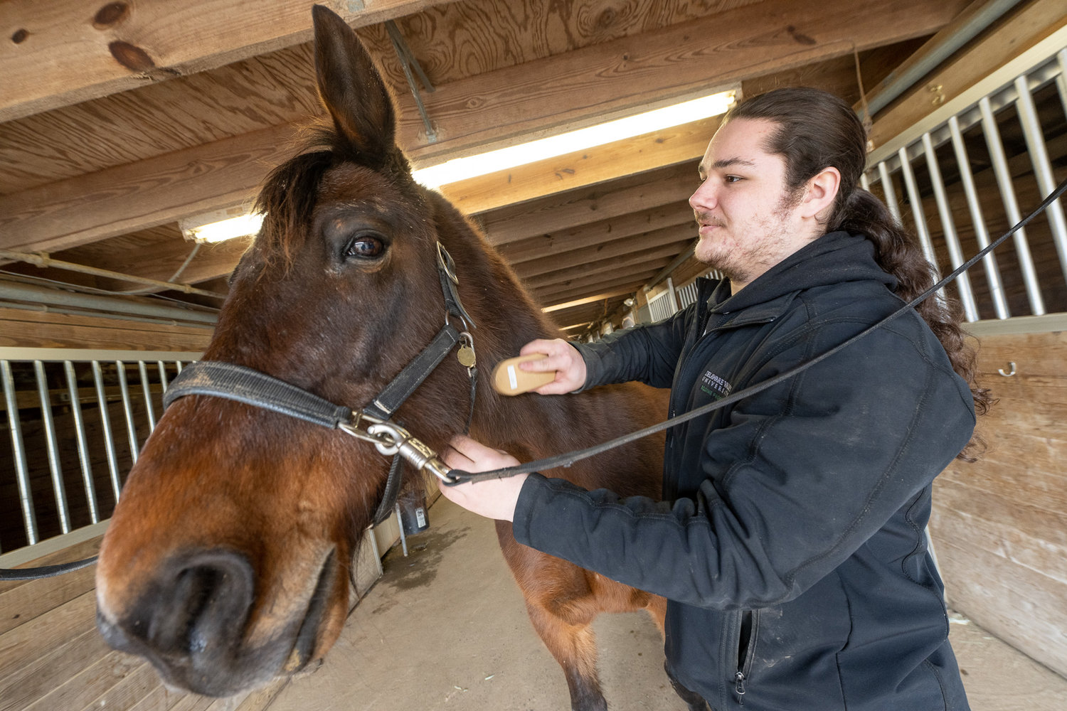 Joseph Fanelli, an equine science major, grooms Aero from the breeding center at Delaware Valley University.