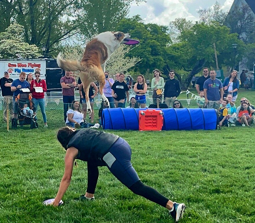 Dog trainer and DelVal alum Chrissy Joy and her border collie Whidbey wow the crowd with a series of tricks and stunts during a Sunday performance at DelVal University’s A-Day festival.