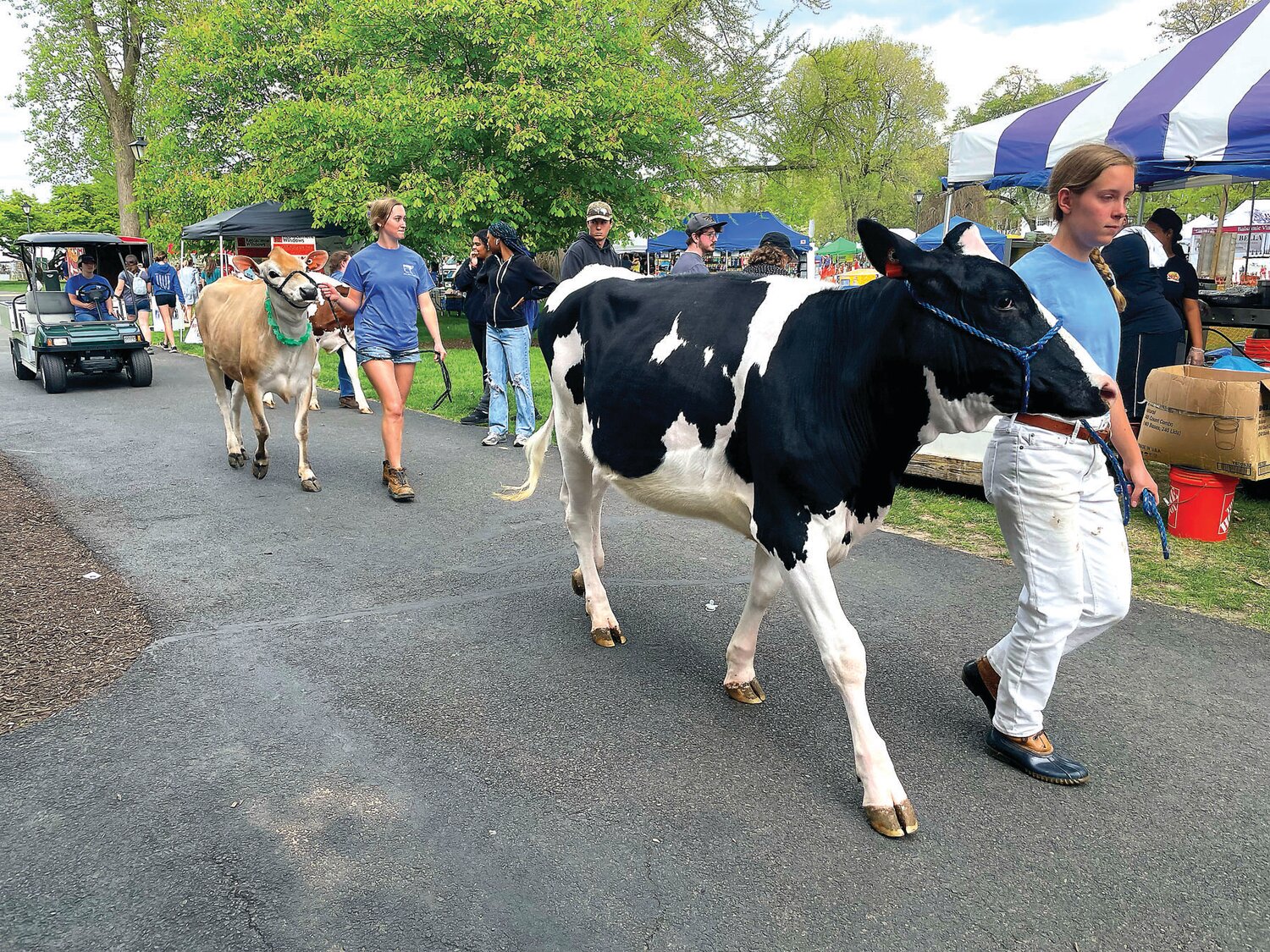 Cows make their way to the A-Day festival grounds at Delaware Valley University on Sunday. Now in its 73rd year, it’s the only state-sanctioned fair run entirely by students.
