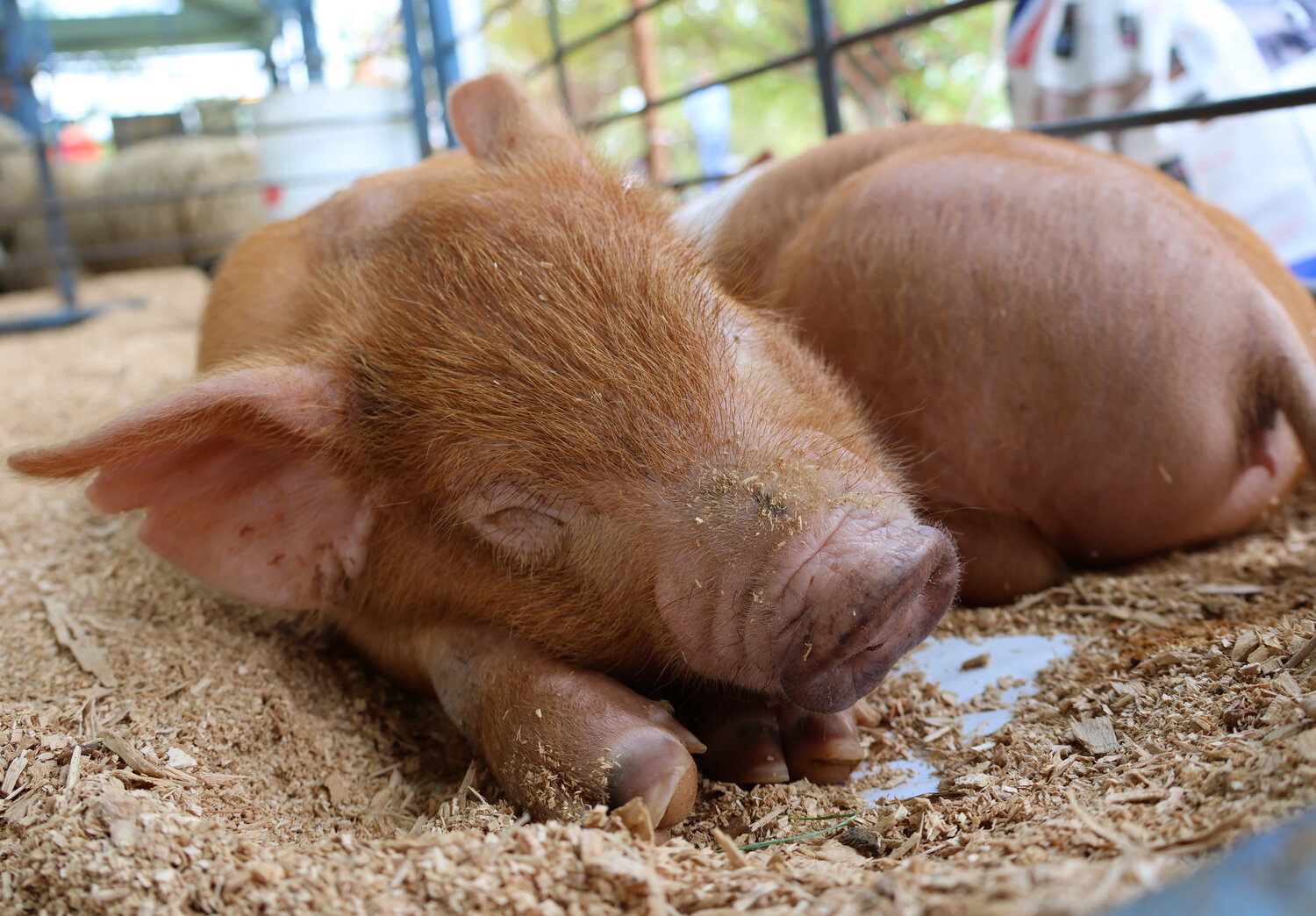 These pigs are enjoying a snooze during a quiet moment at last weekend's A-Day festivities at Delaware Valley University.