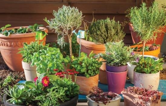 Container planting is a popular way to decorate the landscape.

Add color to your property, lift work-weary spirits, flavor food with fresh herbs and consider growing fresh fruits and vegetables for the dinner table.