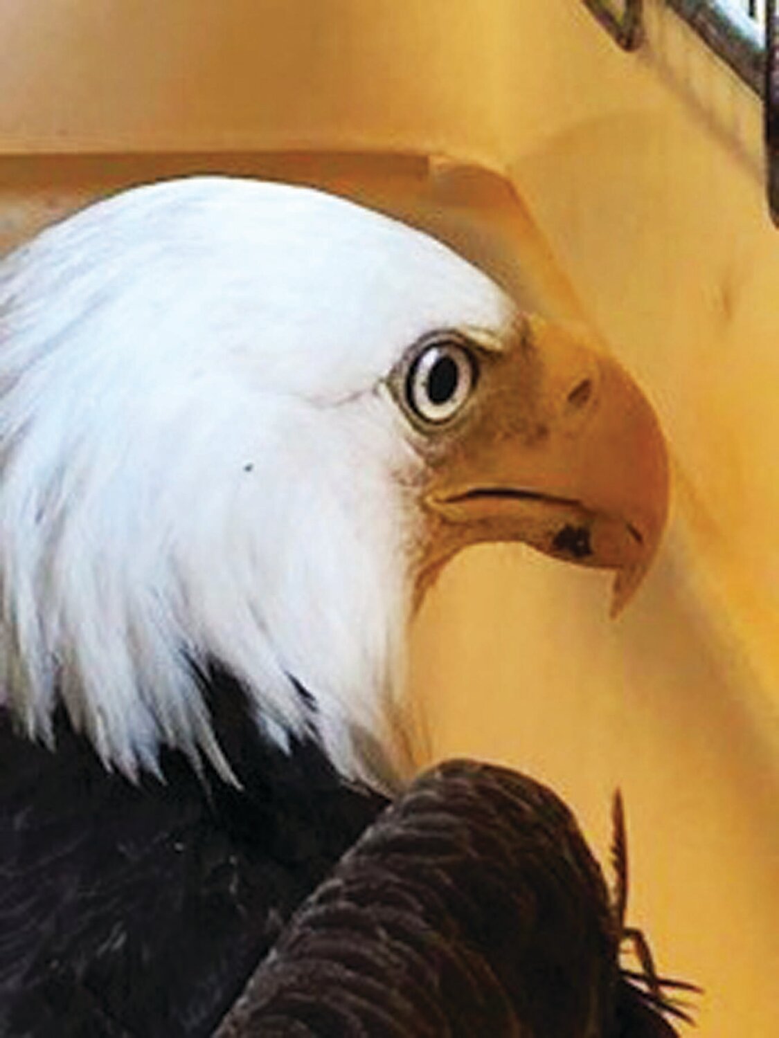 The injured Solebury Bald Eagle is recuperating at the Chalfont Aark Wildlife Rehabilitation & Rehabilitation Center after getting life-saving care.