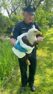 Solebury Sgt. Kevin Edwards carries an injured eagle found at Pidcock Creek Road in Solebury.